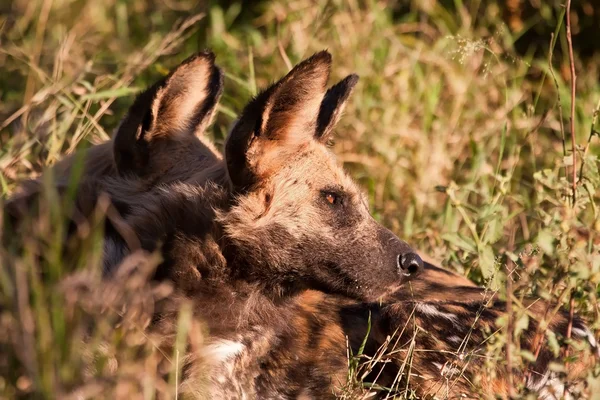 太陽の下でに草で横になっている野生の犬 — ストック写真