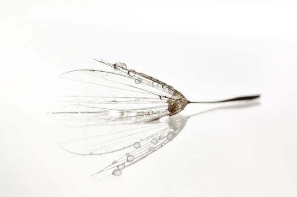 stock image Wet dandilion on shiny surface