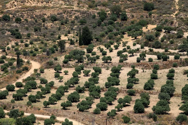 在罗德斯岛从堡垒 antimachia 看到附近的橄榄园. — 图库照片