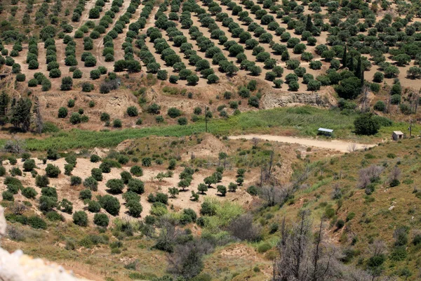 Olivlundarna runt kardamena sett från fästningen antimachia. — Stockfoto