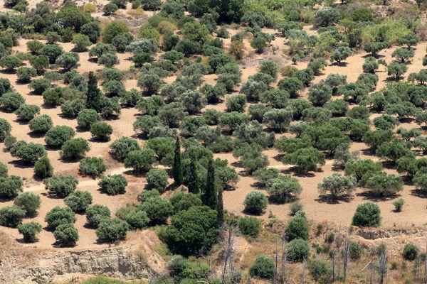 Olijfgaarden rond kardamena gezien vanaf het Fort antimachia. — Stockfoto