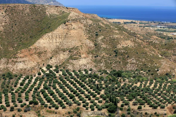 Olivos alrededor de Kardamena visto desde la fortaleza Antimachia . —  Fotos de Stock