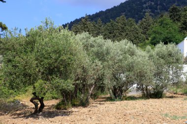 satırların Yunanistan'da zeytin ağaçları