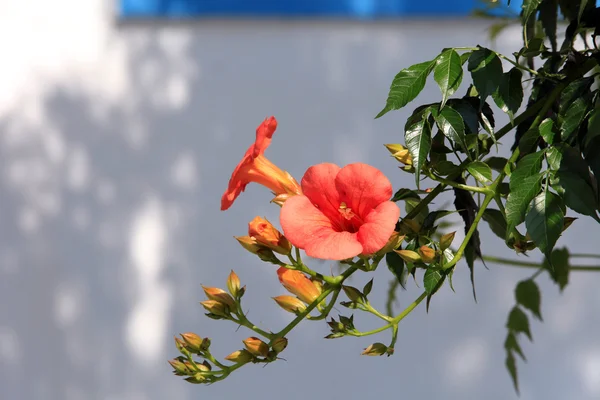 stock image Colorful flowers against a white wall in a Greek village