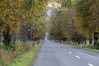 Ong, düz yolda sonbahar renkleri