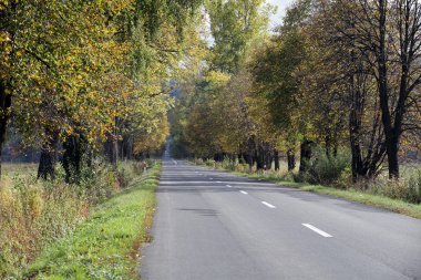 Ong, düz yolda sonbahar renkleri