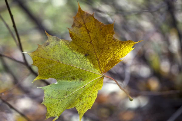 Höstens intryck - ensamma löv faller — Stockfoto