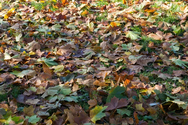 Eindruck von Blättern und Herbstfarben — Stockfoto