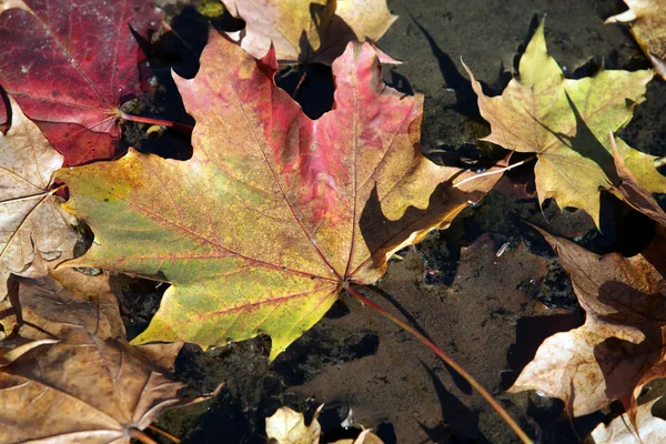 Colorful leaves lying in wate — Stock Photo, Image