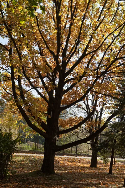 秋の公園で-ツリーの形をしたキャンドル ホルダー — ストック写真