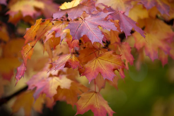 Impresión de hojas y colores otoñales — Foto de Stock