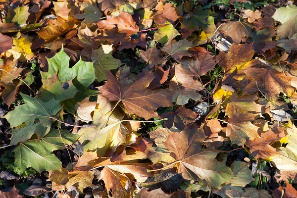 叶子和秋天颜色的印象 — 图库照片