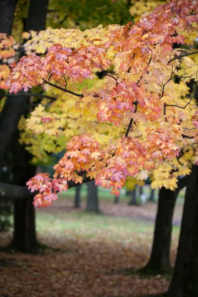 Beautiful autumn trees in the park — Stock Photo, Image
