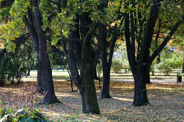 Hermosos árboles de otoño en el parque —  Fotos de Stock