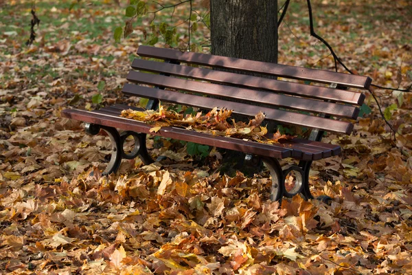Prázdná lavička v parku na podzim — Stock fotografie