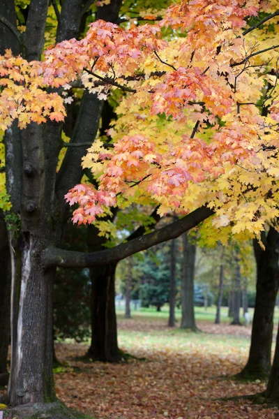公園内の美しい秋の木々 — ストック写真