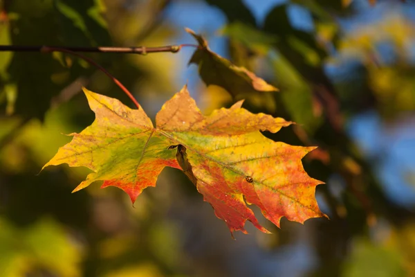 Autumn Impressions - solitary leaf falling — Stock Photo, Image