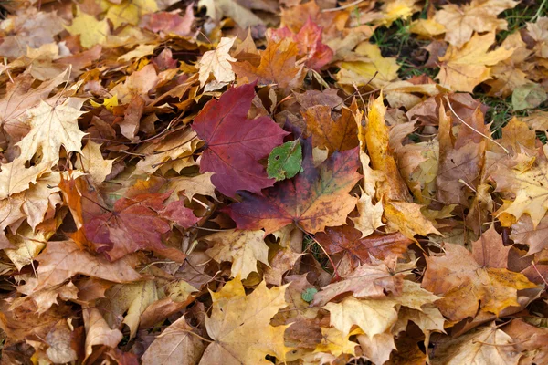 Impresión de hojas y colores otoñales — Foto de Stock