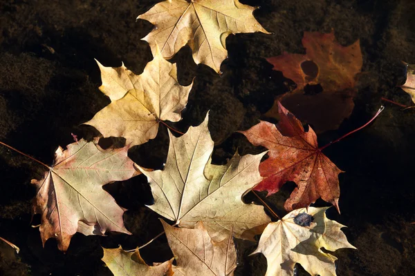 カラフルな葉の水で横になっています。 — ストック写真