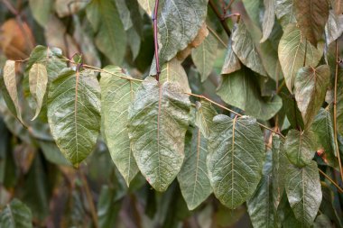 sabah frost sonbahar yaprakları üzerine etkisi