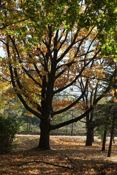 Jesień w parku - drzewa w kształcie świecznika — Zdjęcie stockowe