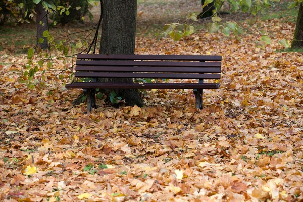 Empty bench in the park in autumn — Stock Photo, Image