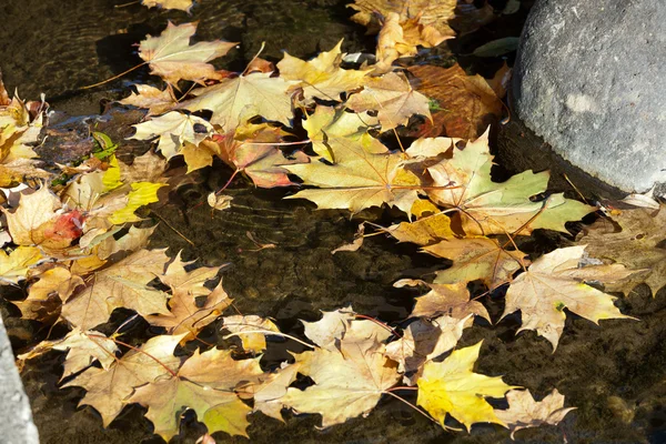 Colorful leaves lying in water — Stock Photo, Image