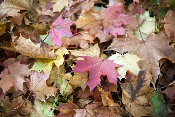 Impression des feuilles et des couleurs automnales — Photo