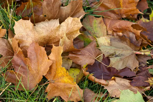 Impression des feuilles et des couleurs automnales — Photo