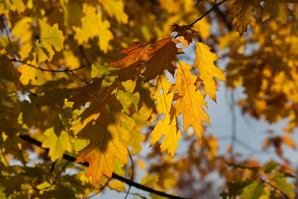 Impression of leaves and autumn colors — Stock Photo, Image