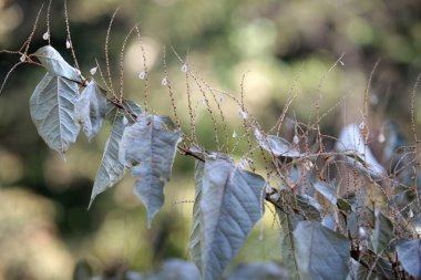 sabah frost sonbahar yaprakları üzerine etkisi