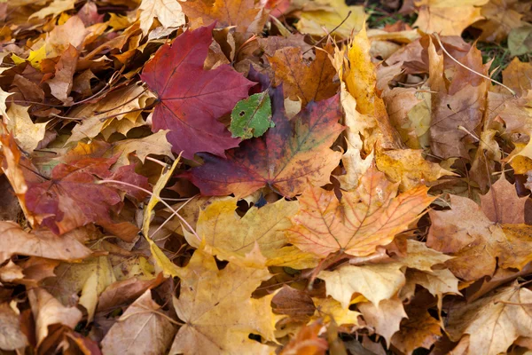Impresión de hojas y colores otoñales —  Fotos de Stock