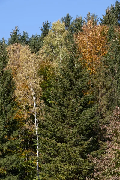 Bellissimi alberi autunnali nel parco — Foto Stock