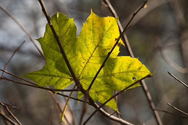 Sonbahar Gösterimler - yalnız yaprak düşüyor — Stok fotoğraf