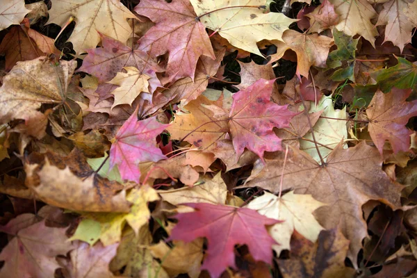 Indruk van bladeren en herfst kleuren — Stockfoto