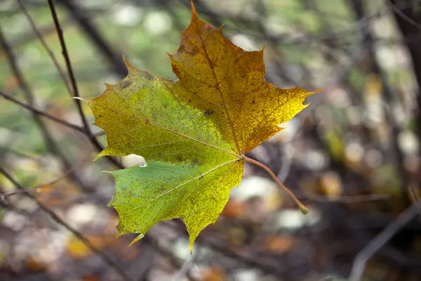 Осенние впечатления - одиночное падение листа — стоковое фото