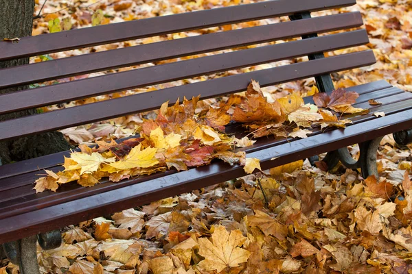 stock image Empty bench in the park in autumn