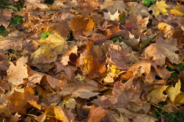叶子和秋天颜色的印象 — 图库照片