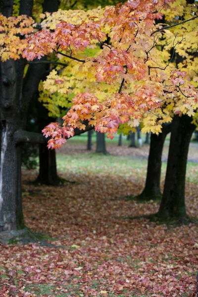Hermosos árboles de otoño en el parque — Foto de Stock