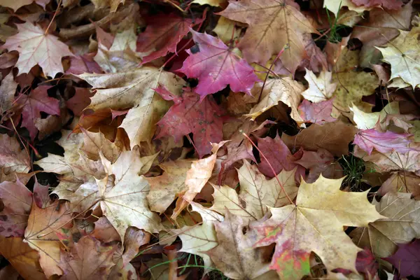 Intryck av bladen och höstfärger — Stockfoto
