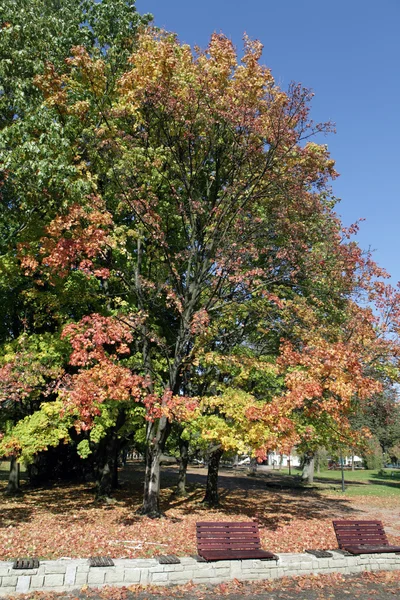 stock image Beautiful autumn trees in the park