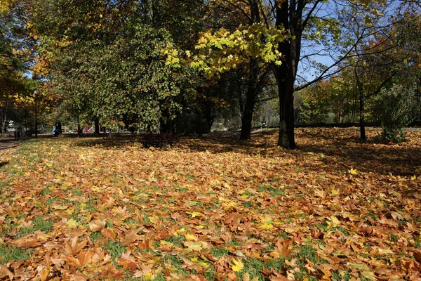 Empty bench in the park in autumn — Stock Photo, Image