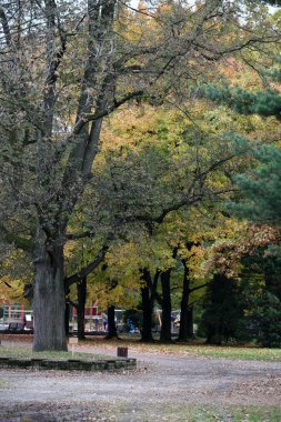 parkta güzel sonbahar ağaçlar