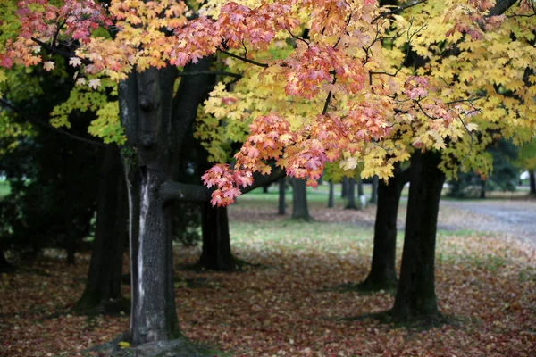 Beautiful autumn trees in the park — Stock Photo, Image