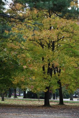 parkta güzel sonbahar ağaçlar