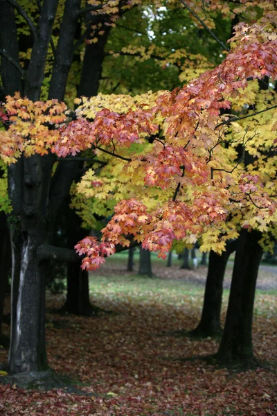 stock image Beautiful autumn trees in the park