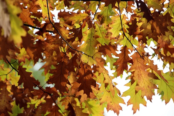 Eindruck von Blättern und Herbstfarben — Stockfoto
