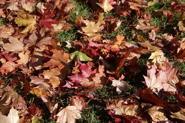 Wrażenie liści i kolory jesieni — Zdjęcie stockowe