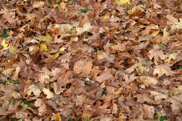 Dojem z listí a podzimní barvy — Stock fotografie
