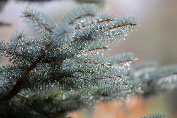 Drops of water on needles of the spruce — Stock Photo, Image